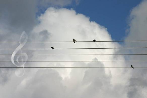 Imagem engraçada Pássaros Musicais no iPiadas