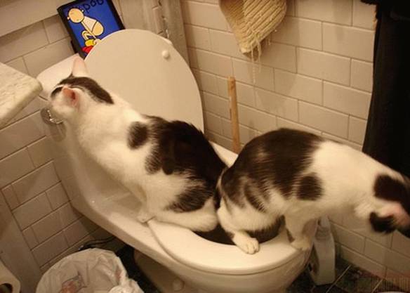 Imagem engraçada Gatos Treinados no iPiadas
