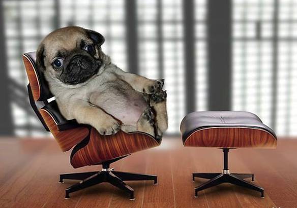Imagem engraçada Chefe de Todos no iPiadas
