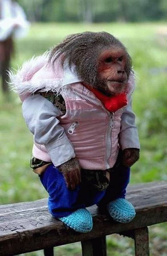 Imagem engraçada Macaco Aquecido no iPiadas
