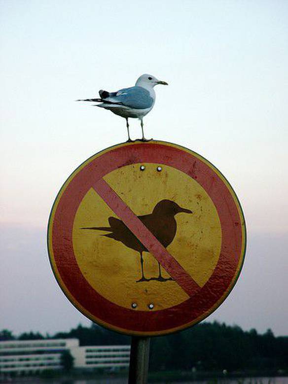 Imagem engraçada Pássaros Proibidos no iPiadas