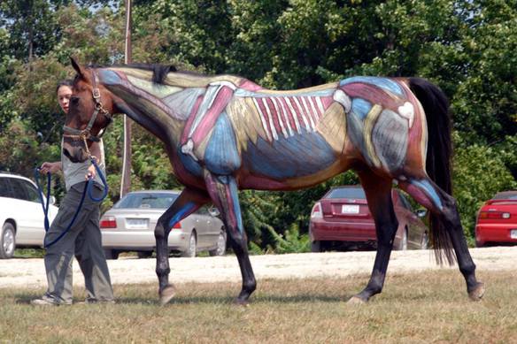Imagem engraçada Cavalo Raio-X no iPiadas