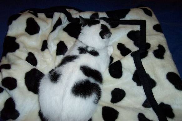 Imagem engraçada Camuflagem do Gato no iPiadas