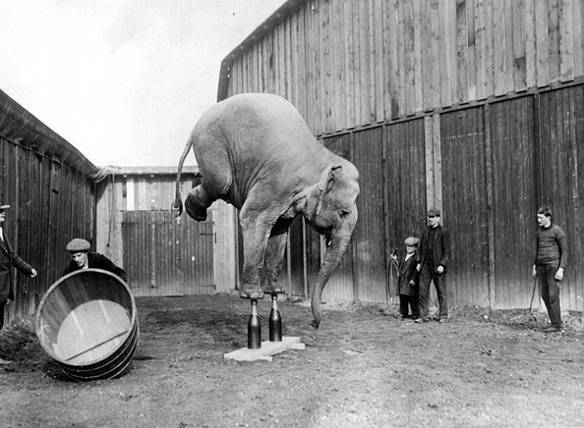 Imagem engraçada Elefante Acrobata no iPiadas