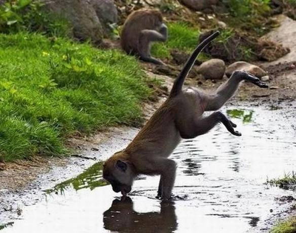 Imagem engraçada Macaco Acrobata no iPiadas
