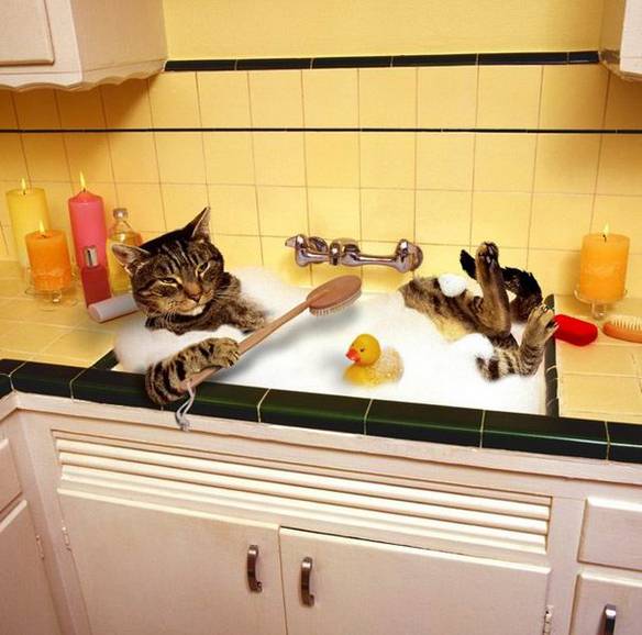 Imagem engraçada Banho do Gatinho no iPiadas