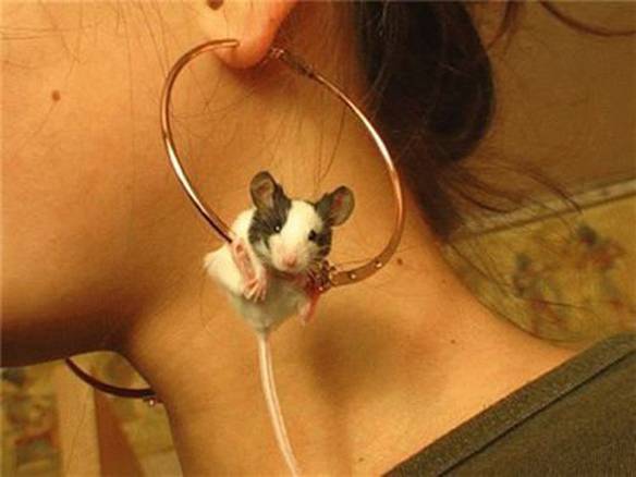 Imagem engraçada Ratinho Acrobata no iPiadas