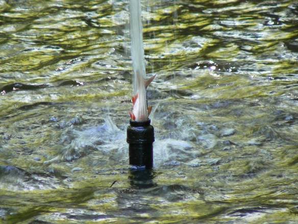 Imagem engraçada Peixe Suicida no iPiadas