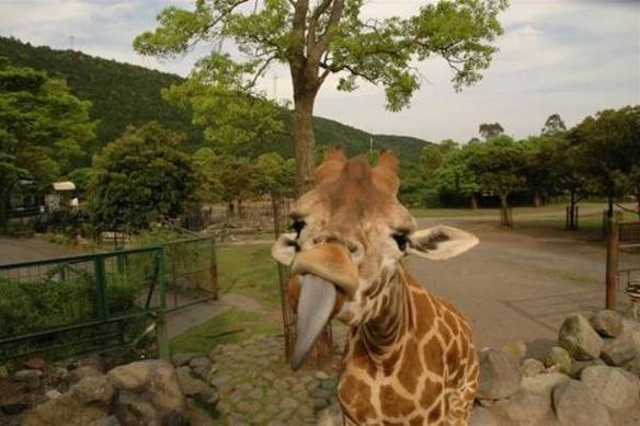 Imagem engraçada Lingüinha da Girafa no iPiadas