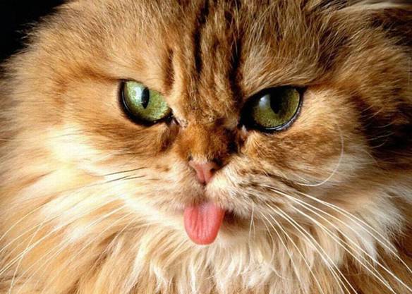 Imagem engraçada Lingüinha do Gatinho no iPiadas