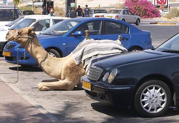 Imagem engraçada Camelo Estacionado no iPiadas
