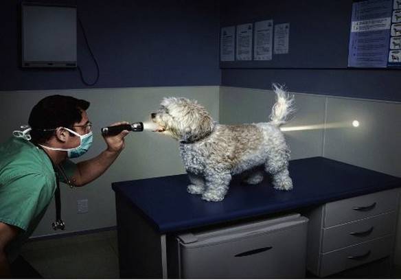 Imagem engraçada Cão Vazio no iPiadas