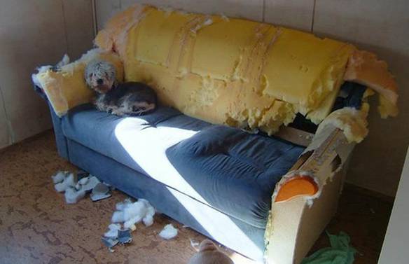 Imagem engraçada Cão Problemático no iPiadas