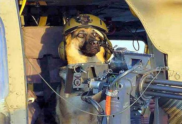 Imagem engraçada Cão de Batalha no iPiadas