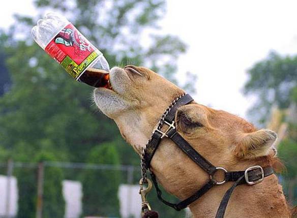 Imagem engraçada Sede de Coca-Cola no iPiadas
