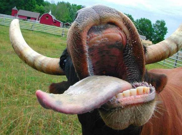 Imagem engraçada Beijinho no iPiadas