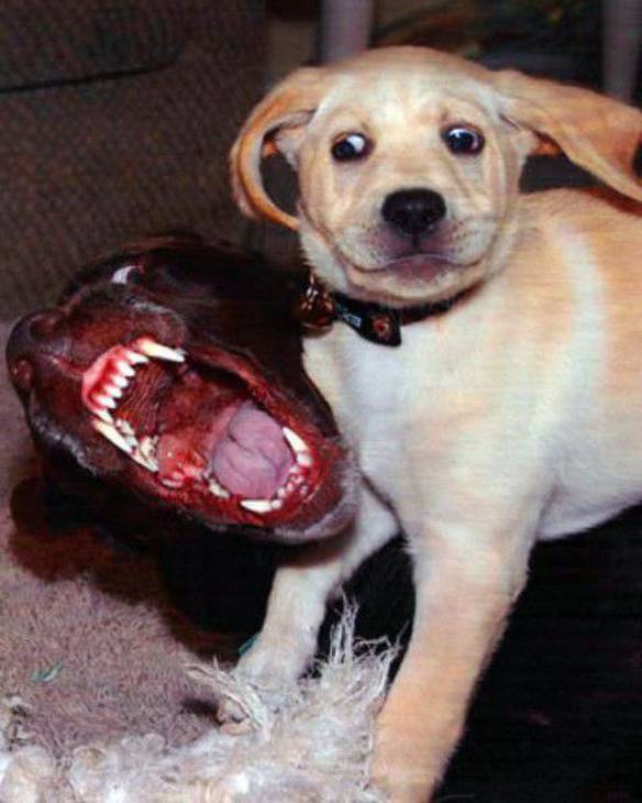 Imagem engraçada Pobre Cachorrinho no iPiadas