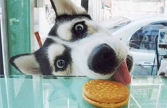 Imagem engraçada Gostinho do Biscoito no iPiadas