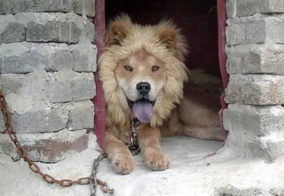 Imagem engraçada Cão Leão no iPiadas