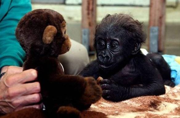 Imagem engraçada Macacos no iPiadas
