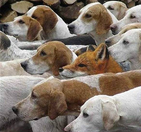 Imagem engraçada Raposa Infiltrada no iPiadas