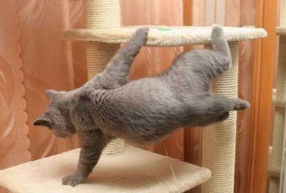 Imagem engraçada Gato Matrix no iPiadas