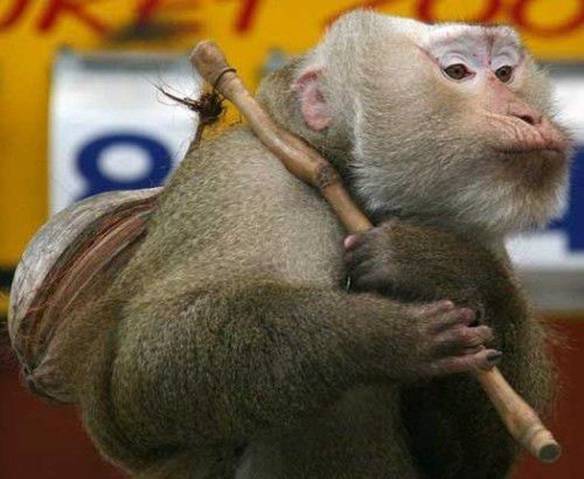Imagem engraçada Forasteiro no iPiadas