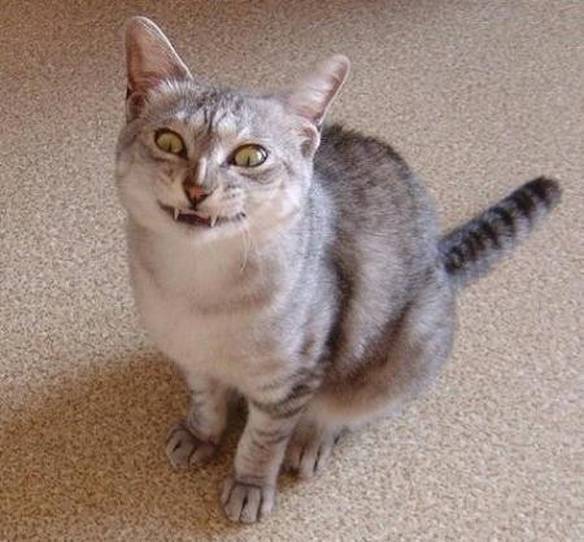 Imagem engraçada Gato Assustador no iPiadas