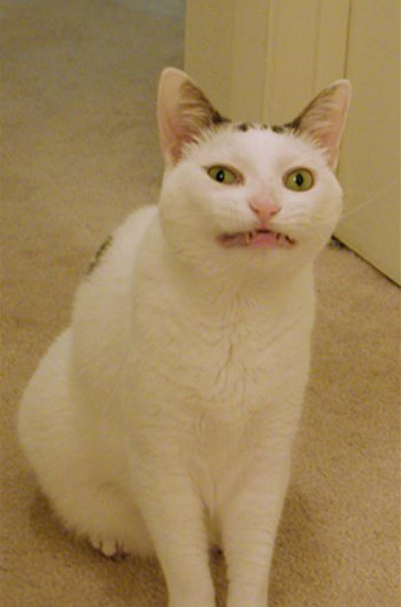 Imagem engraçada Gato de Picasso no iPiadas