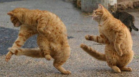 Imagem engraçada Dança Sincronizada no iPiadas