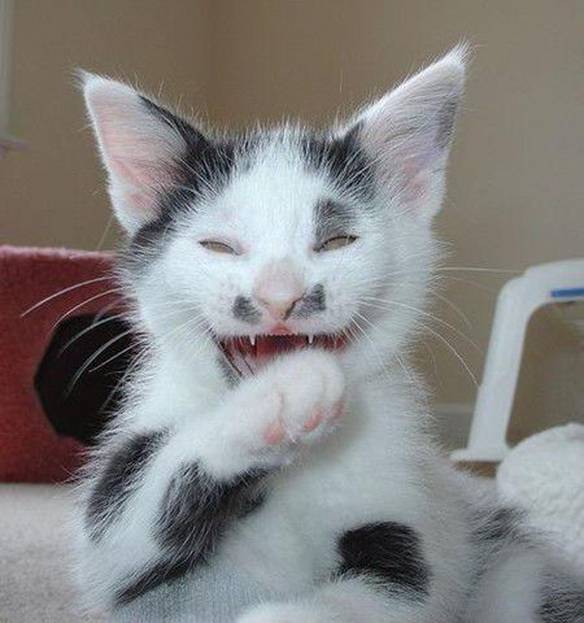 Imagem engraçada Gato do Mal no iPiadas