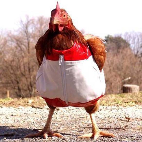 Imagem engraçada Roupa Especial no iPiadas