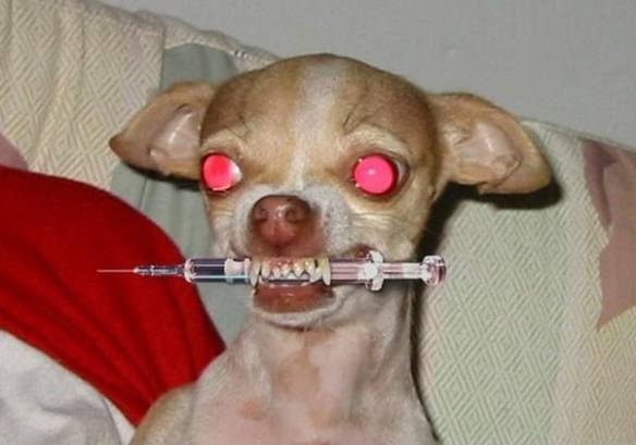 Imagem engraçada Seringa do Cão no iPiadas