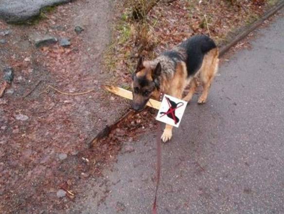 Imagem engraçada Proibido Cães no iPiadas