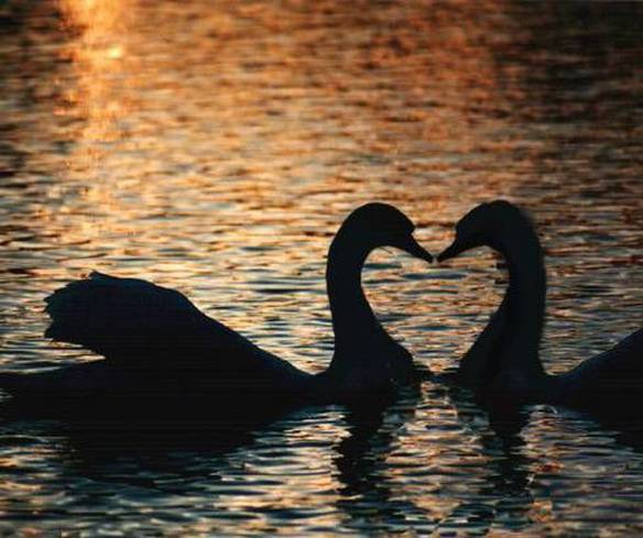 Imagem engraçada Casal do Amor no iPiadas