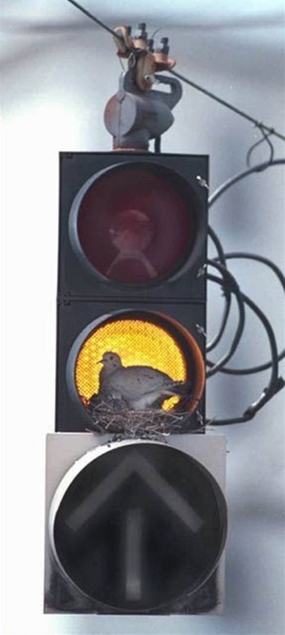 Imagem engraçada Pomba em Alerta no iPiadas