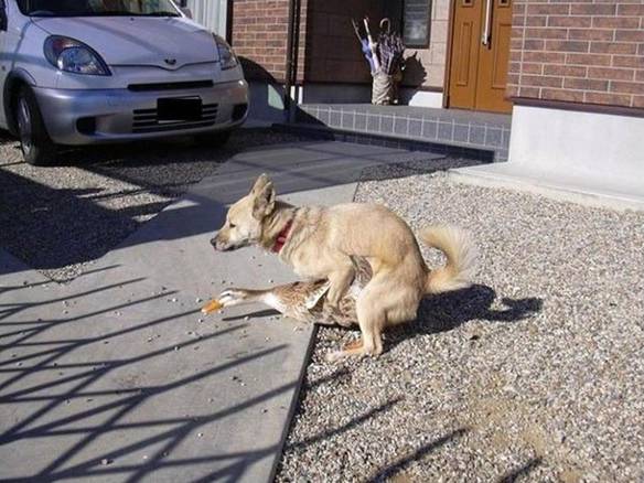 Imagem engraçada Cachorro Tarado no iPiadas