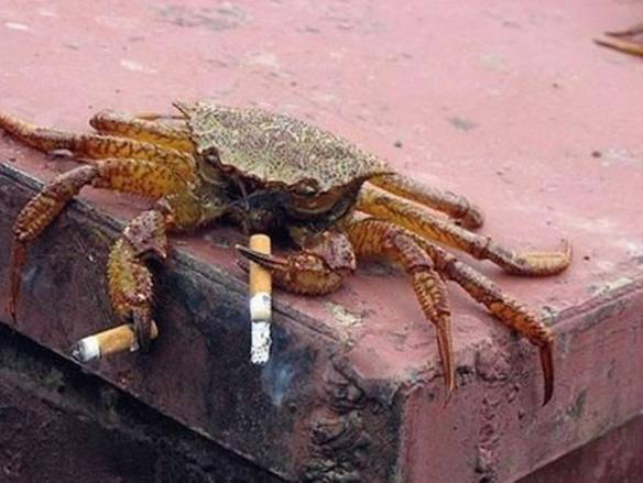 Imagem engraçada Fumante no iPiadas