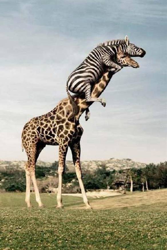 Imagem engraçada Zebra de Carona no iPiadas