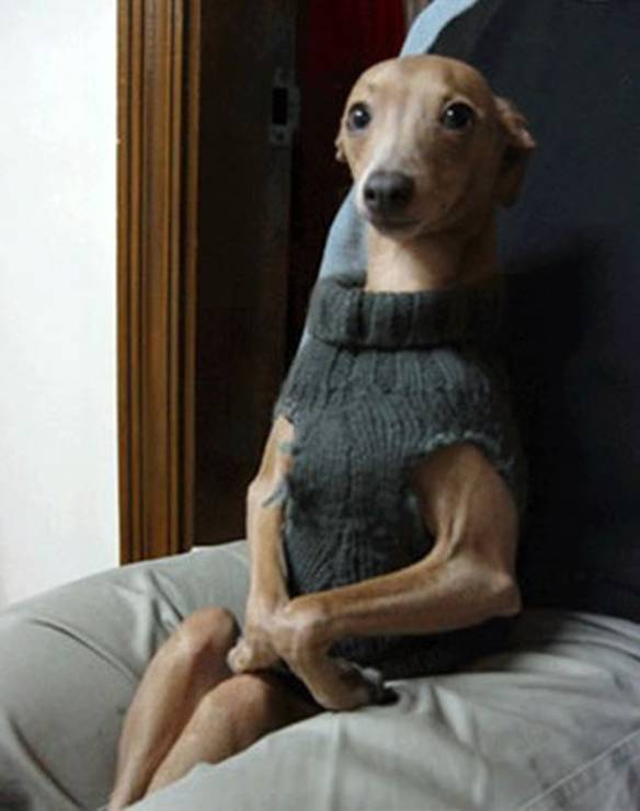 Imagem engraçada Madame no iPiadas