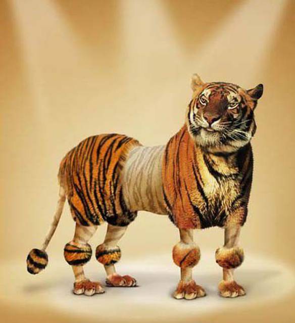 Imagem engraçada Tigre de Madame no iPiadas