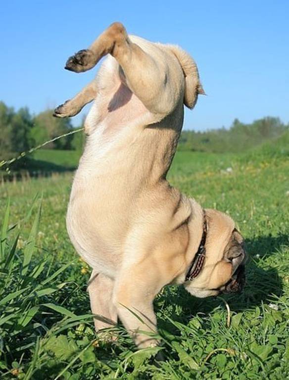 Imagem engraçada Xixi Invertido no iPiadas