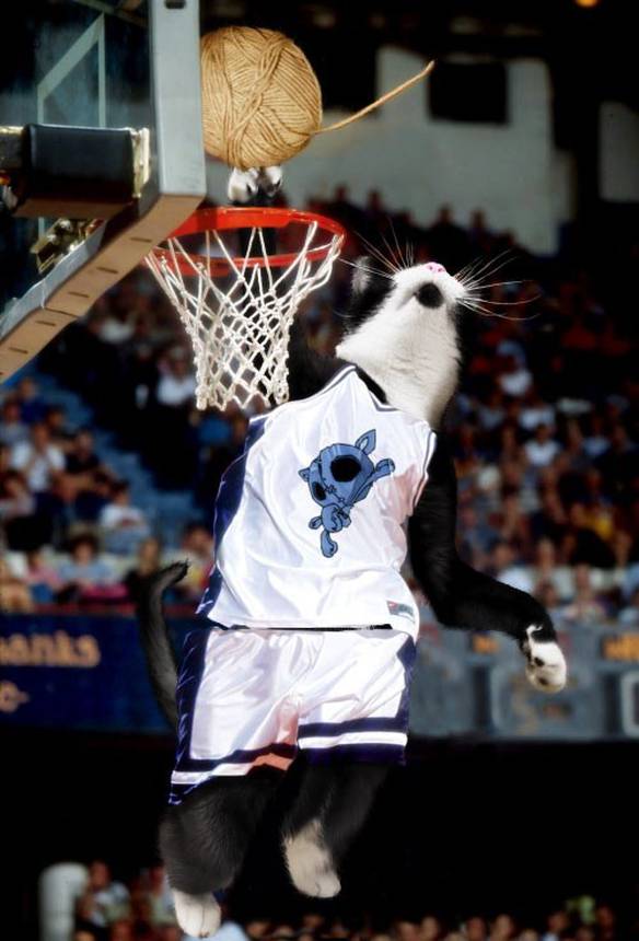 Imagem engraçada Enterrada do Gato no iPiadas