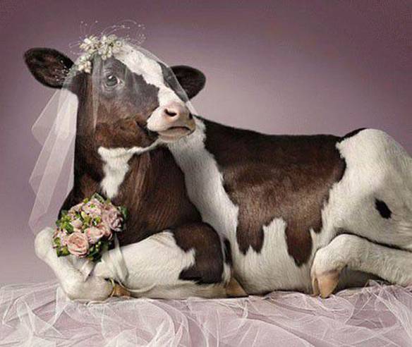 Imagem engraçada Vaca Noiva no iPiadas