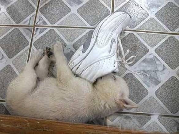 Imagem engraçada Cão Suicida no iPiadas