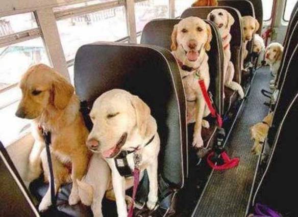 Imagem engraçada Excursão Escolar no iPiadas