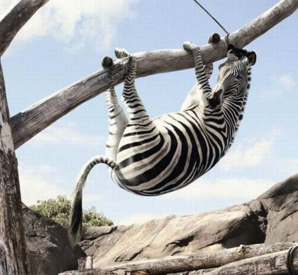 Imagem engraçada Zebra Escapando no iPiadas