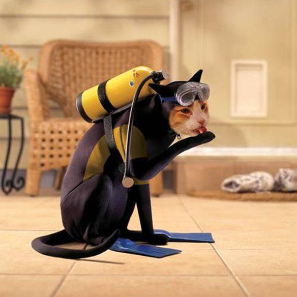 Imagem engraçada Banho de Gato no iPiadas