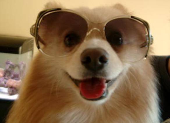 Imagem engraçada Cão Fashion no iPiadas