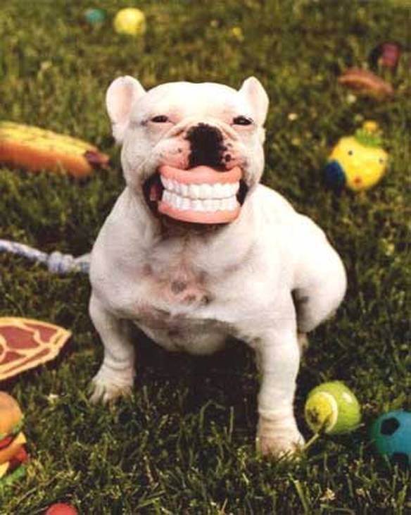 Imagem engraçada Dentadura no iPiadas